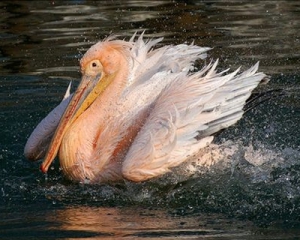 В Крым прилетели розовые пеликаны