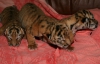 В Ялтинском зоопарке родились тигрята