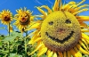 Під Києвом виріс гігантський соняшник