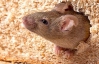 Австралійка знайшла в батоні живу мишу