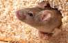 Австралийка нашла в батоне живую мышь