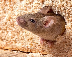 Австралийка нашла в батоне живую мышь