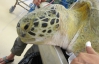 Черепаха, которая попала под винты лодки, вернулась в море