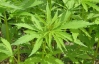 В Новой Зеландии запретили лекарства на основе марихуаны