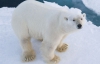Білий ведмідь у пошуках їжї убив туриста  