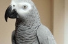 В Англии попугай говорит на двух языках