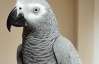 В Англії папуга говорить англійською та мовою урду