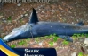 В американському лісі знайшли синю акулу