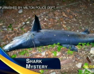 В американском лесу нашли синюю акулу