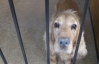 Собаки з митниці врятують Євро-2012 від зброї та наркотиків