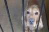 Собаки з митниці врятують Євро-2012 від зброї та наркотиків