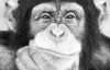 Шимпанзе можуть бути альтруїстами