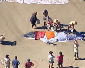Спасенный австралийский китенок вновь выбросился на берег