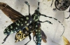 Американець робить скульптури з мертвих комах і годинників 