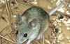 Появился новый вид мышей, которые не боятся ядов