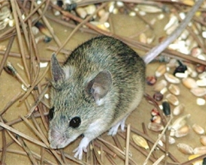 З&#039;явився новий вид мишей, які не бояться отрути