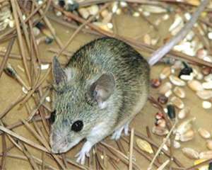 Появился новый вид мышей, которые не боятся ядов