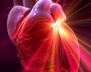 Сердце может возобновлять собственные клетки после инфаркта