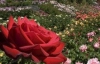 Новий сорт троянд садівник назве на честь Віктора Януковича