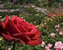 Новый сорт роз садовод назовет в честь Виктора Януковича