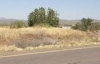 Загадкове дерево в Арізоні лишається неушкодженим після кожної пожежі