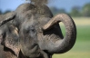 Перепись слонов на Шри-Ланке привела к скандалу