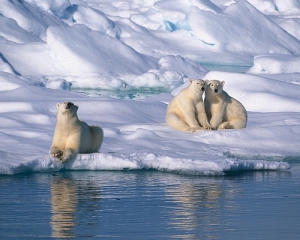 Арктичний лід припинить танути на декілька років