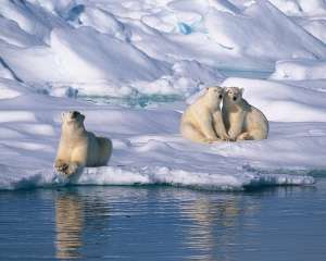 Арктический лед прекратит таять на несколько лет