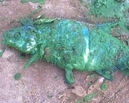 Через чуму в Франції масово закривають пляжі