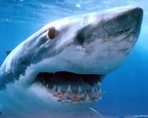 На Сейшелах туристи стають жертвами акул-людожерів