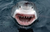 В России акула напала на человека и откусила ему руки