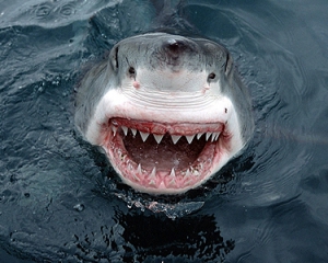 В России акула напала на человека и откусила ему руки