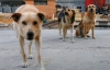 Бездомные псы погрызли "Ситроен" на 15 тысяч гривен
