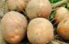 Украинские аграрии убегают от государственного регулирования в картошку