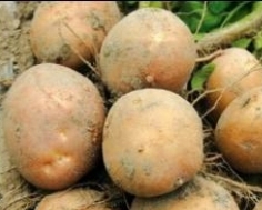 Украинские аграрии убегают от государственного регулирования в картошку
