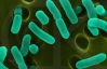 E-coli повертається: бактерію виявили у водопроводі столиці Данії