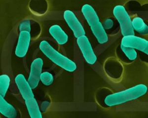 E-coli повертається: бактерію виявили у водопроводі столиці Данії
