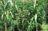 На Рівненщині селянин виростив 3-метрову коноплю
