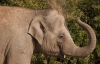 Эксперименты подтвердили, что к слонам "приходит" вдохновение