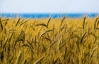 Україна завершила збирання ранніх зернових, намолотивши 34 мільйони тонн