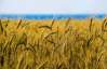 Україна завершила збирання ранніх зернових, намолотивши 34 мільйони тонн