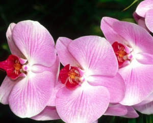 Кабмин заказал орхидеи по 180 гривен за штуку