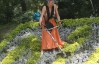 FEMEN на День независимости покосили газон перед Кабмином
