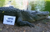 Ізраїльський крокодил Муаммар Каддафі змінить ім'я через політичні обставини