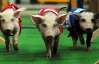 В Бразилии 60 свиней совершили забег на 30-метровую дистанцию