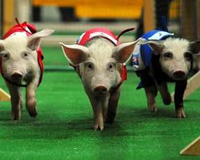 В Бразилии 60 свиней совершили забег на 30-метровую дистанцию