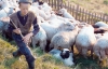 За вбиту вовком вівцю скотар віддає власнику 500 грн