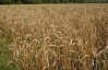 Треть украинского зерна продадут за границу две компании