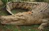 В США ищут крокодила, который откусил пенсионерке ногу