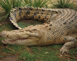 В США ищут крокодила, который откусил пенсионерке ногу
